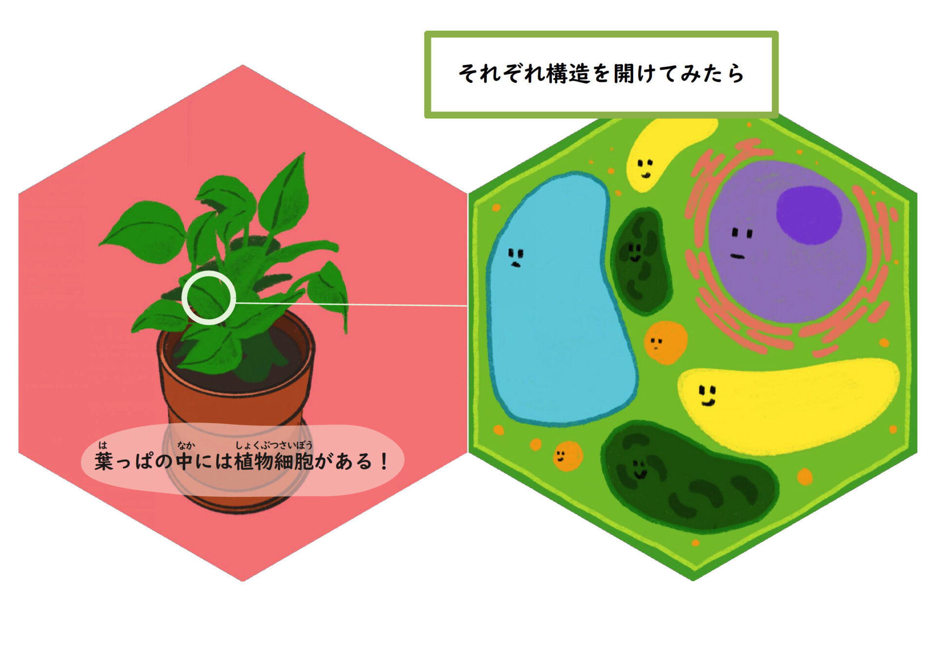 絵本「植物細胞とバイオのおはなし」