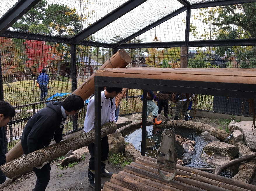 京都市動物園「クマの遊び場づくり」－京都府植物園の倒木を利用