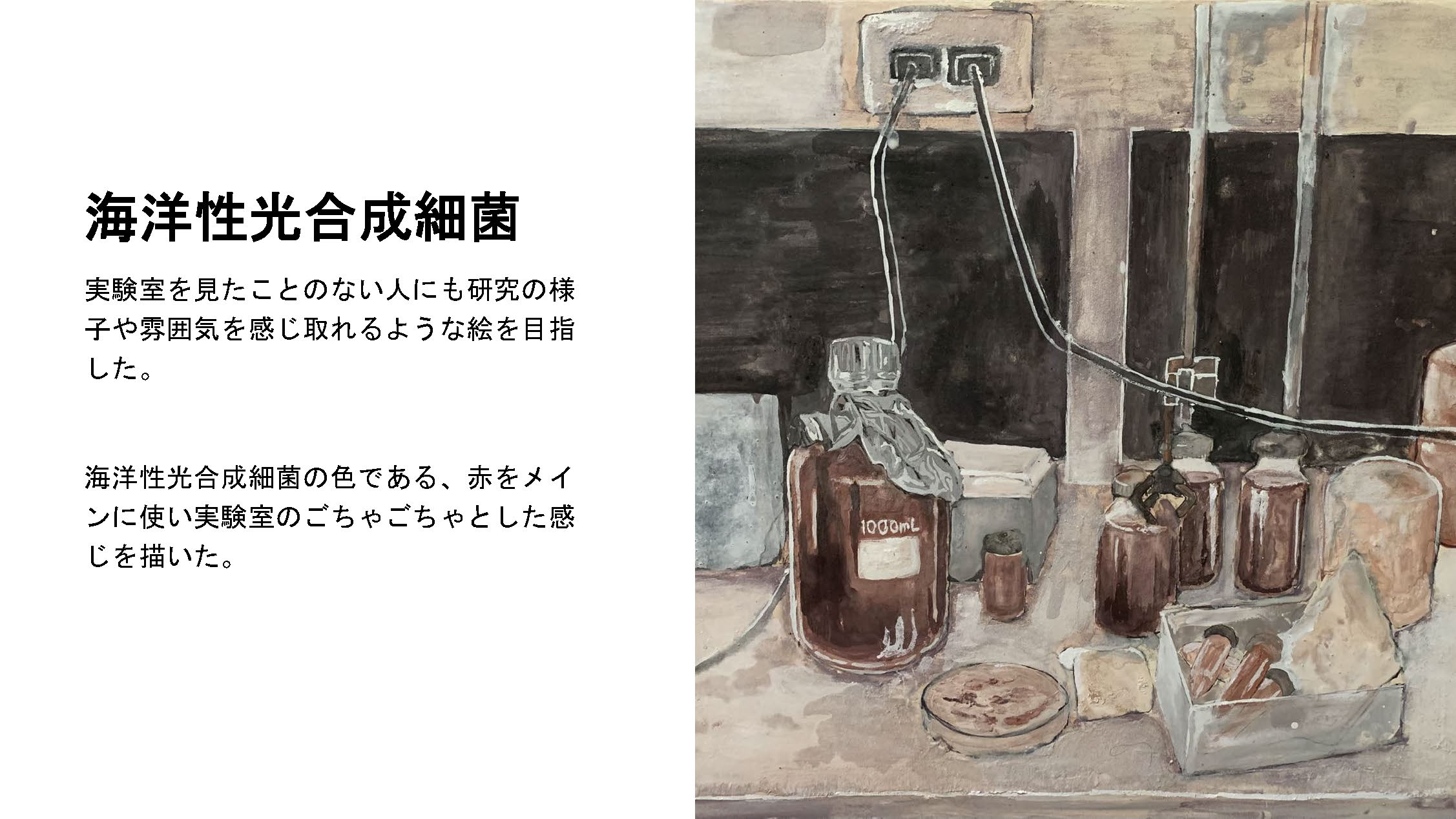 光合成細菌 資料
